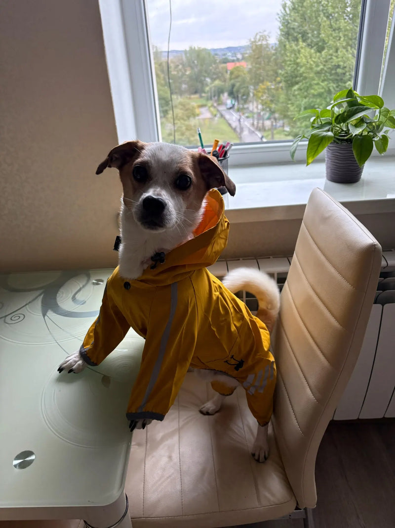 Photo client (acheteur AliExpress) – impermeable chien