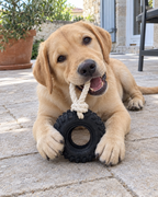 Labrador qui mâche le pneu ultra-résistant