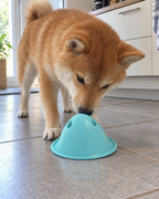 Shiba qui cherche la friandise sous le dôme