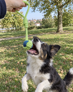 Chien qui saute pour attraper la corde