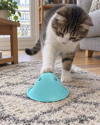 Chat qui joue avec le jouet cache-friandises