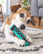 Jack russell qui mâche le jouet brosse à dents