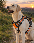 Labrador avec harnais réfléchissant au crépuscule