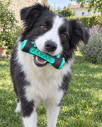Border collie avec le jouet brosse à dents