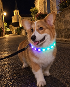 Corgi avec collier lumineux la nuit