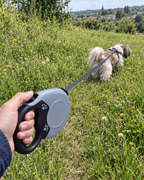Shih tzu en balade avec la laisse rétractable
