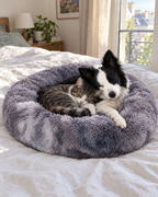 Chat et petit chien dans le panier donut