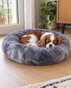 Cavalier King Charles endormi dans le panier donut