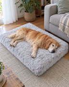 Golden retriever âgé sur le coussin à mémoire de forme