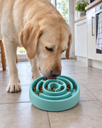 Labrador qui mange lentement dans la gamelle labyrinthe