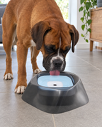 Boxer qui boit sans éclabousser