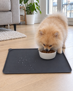 Loulou de Poméranie qui mange sur le tapis