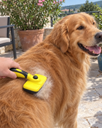 Brossage d'un golden retriever