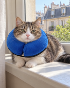Chat avec collerette gonflable