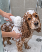 Bain moussant d'un cocker