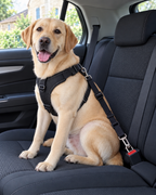 Labrador attaché sur la banquette arrière