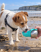 Jack russell qui boit à la plage