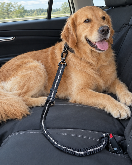Golden retriever attaché en voiture