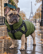 Bouledogue français en manteau sous la pluie