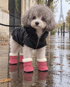 Petit chien en bottines sous la pluie