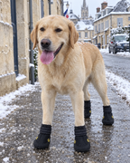 Labrador en bottes sur un trottoir salé