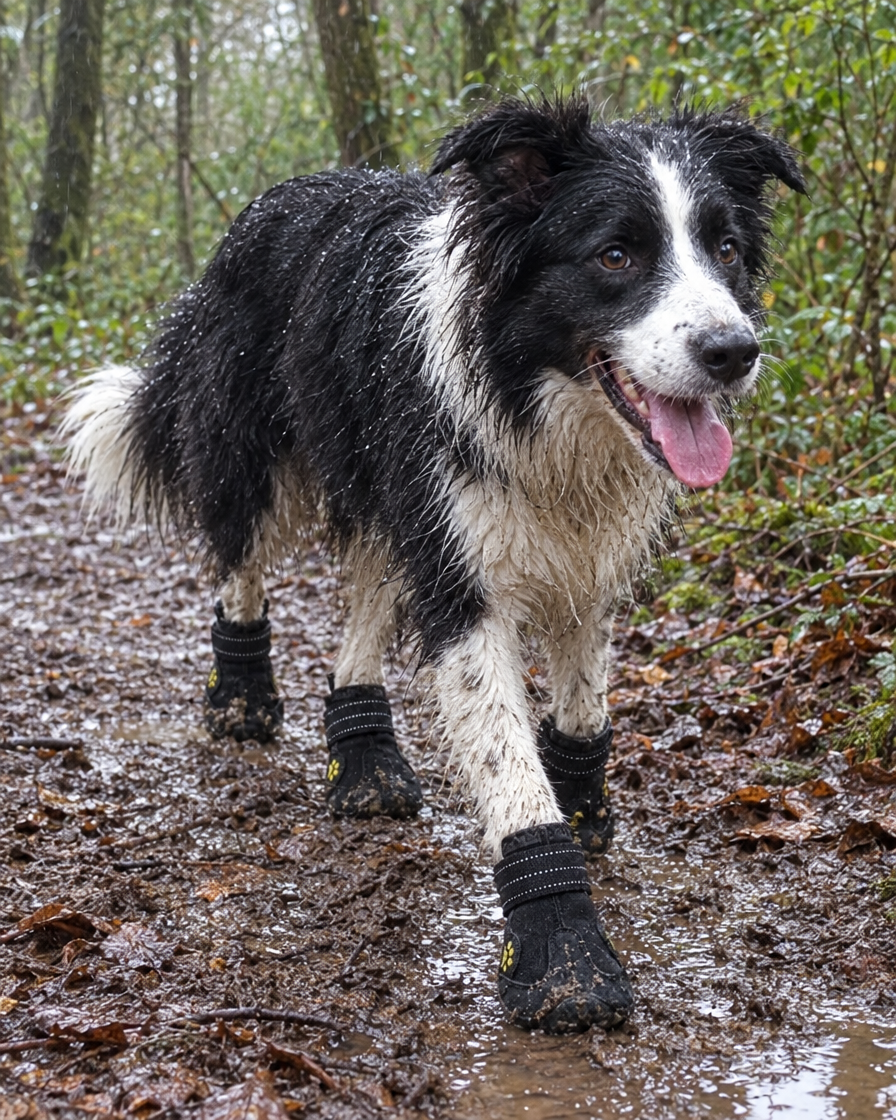 Border collie en bottes dans la boue