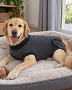 Golden retriever en body après une stérilisation