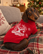 Teckel en pull Merry Christmas sur le canapé