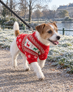 Jack Russell en pull de Noël en maille lors d'une balade d'hiver