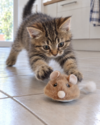 Chaton bondissant sur la souris électrique