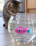 Chat observant le poisson robot nager dans un bol