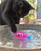 Chat noir essayant d'attraper le poisson robot