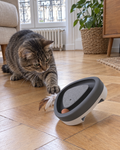 Chat tigré guettant la plume du plateau interactif