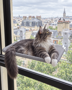 Maine Coon allongé sur le hamac de fenêtre
