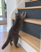 Chat griffant le tapis collé sur les marches