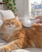 Chat roux détendu pendant le brossage vapeur