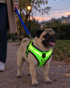 Harnais Lumineux Nuit Sûre – coloris Vert