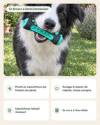 Os Brosse à Dents Dentaclean – points forts